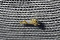Phyllonorycter roboris