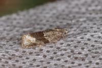 Syndemis musculana