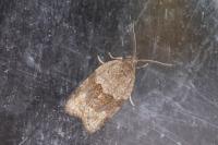 Syndemis musculana