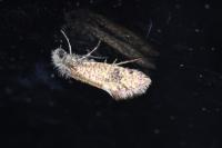 Dyseriocrania subpurpurella