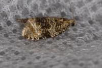 Celypha lacunana