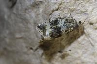 Celypha lacunana