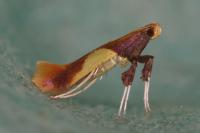 Caloptilia alchimiella/robustella