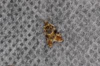 Lobesia reliquana
