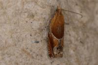 Ancylis obtusana