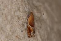 Ancylis obtusana