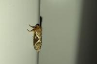 Korscheltellus lupulinus