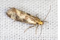Denisia stipella