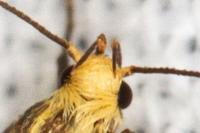 Denisia stipella