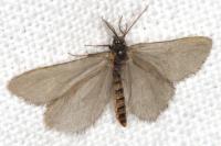 Rebelia plumella surientella
