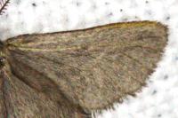Rebelia plumella surientella