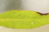 Phyllocnistis valentinensis