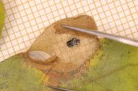 Phyllonorycter acerifoliella