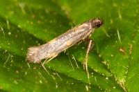 Euspilapteryx auroguttella