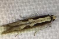 Plutella xylostella