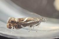 Millieria dolosalis