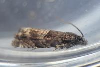 Pammene luedersiana