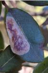 Phyllonorycter belotella