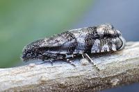 Pammene splendidulana