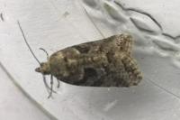 Cnephasia