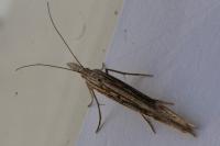 Ypsolopha mucronella