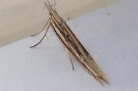 Ypsolopha mucronella