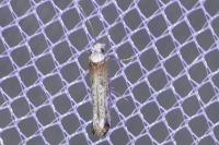 Pseudoswammerdamia combinella