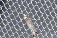 Pseudoswammerdamia combinella