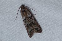 Cnephasia