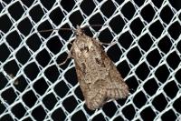 Cnephasia