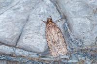 Agonopterix heracliana