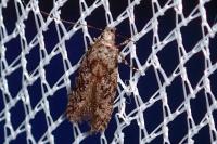 Carpatolechia decorella