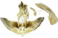 Agonopterix heracliana