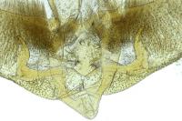 Agonopterix heracliana