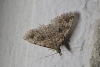 Alucita hexadactyla