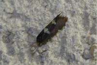 Incurvaria masculella