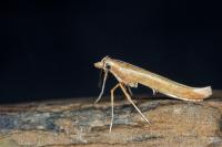 Povolnya leucapennella
