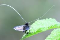 Adela reaumurella