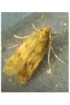Borkhausenia nefrax