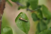 Nematopogon adansoniella