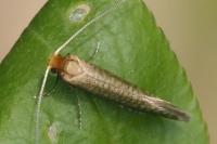 Nematopogon adansoniella