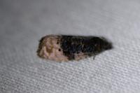 Metendothenia atropunctana