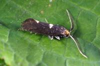 Incurvaria masculella