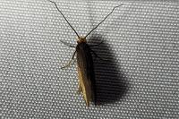 Incurvaria koerneriella