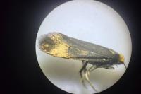 Incurvaria koerneriella