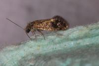 Dyseriocrania subpurpurella