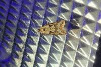 Cnephasia
