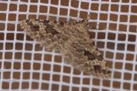 Alucita hexadactyla