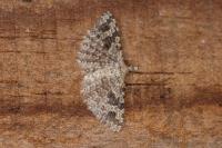 Alucita hexadactyla