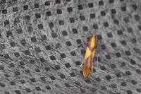 Caloptilia alchimiella